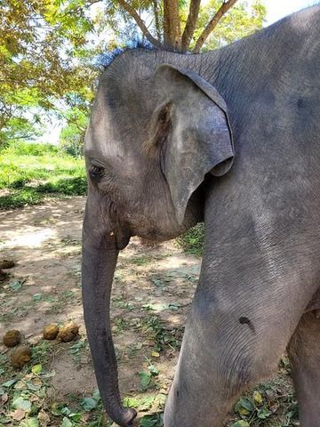 Elefant aus nächster Nähe in einem Schutzgebiet auf Koh Samui