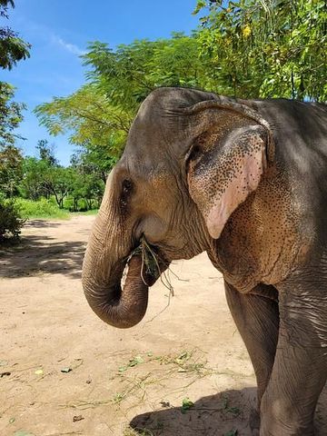 Elefant frisst Gras im Schutzgebiet auf Koh Samui
