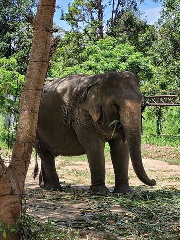 Elefant zwischen Bäumen im Elefantenschutzgebiet auf Koh Samui