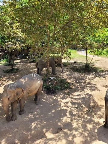 Elefanten im schattigen Gehege auf Koh Samui