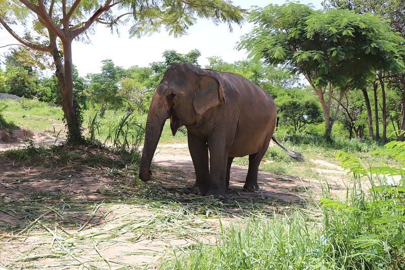 Elefant im Walde Koh Samui